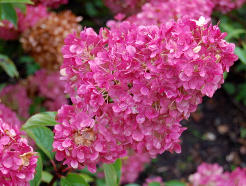 Hydrangea paniculata Sunday Fraise