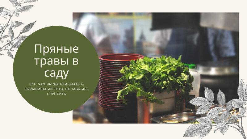 пряные травы в саду