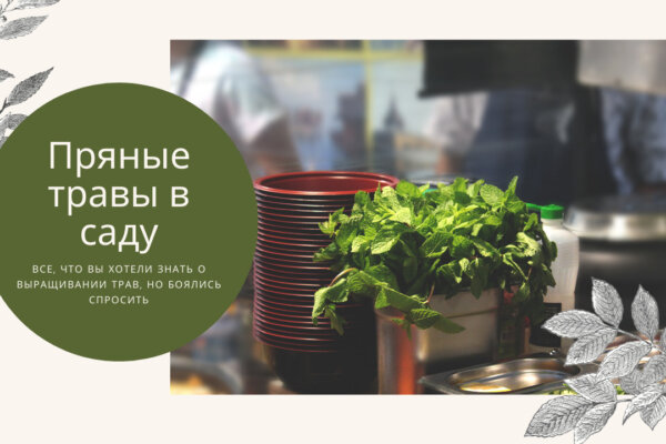 Пряні трави в саду